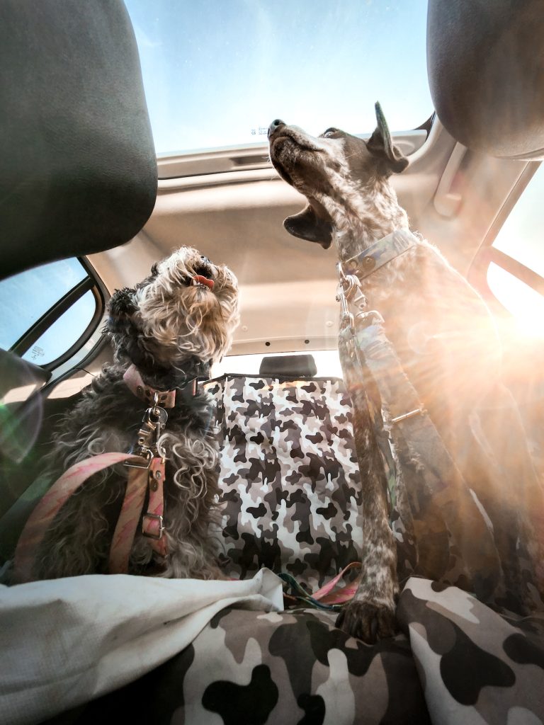 Happy dogs riding in the backseat of a car.