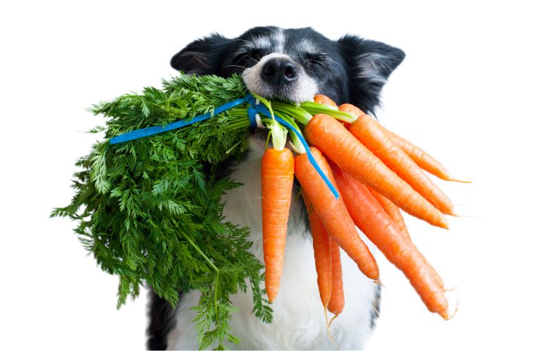 Pawsitively Plant-Powered: Exploring Vegetarian and Vegan Diets for Dogs