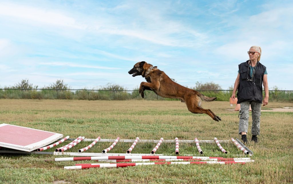 A working dog performing a long jump as part of physical training for law enforcement.