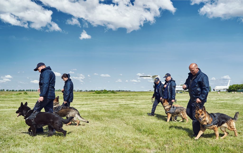 Four security working dogs led by their trainers through a field as part of their training. 