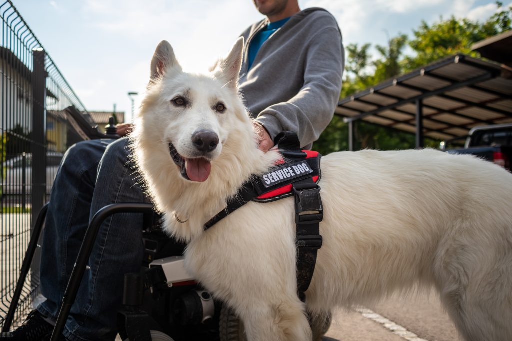 Service dog standing with his handicapped human.