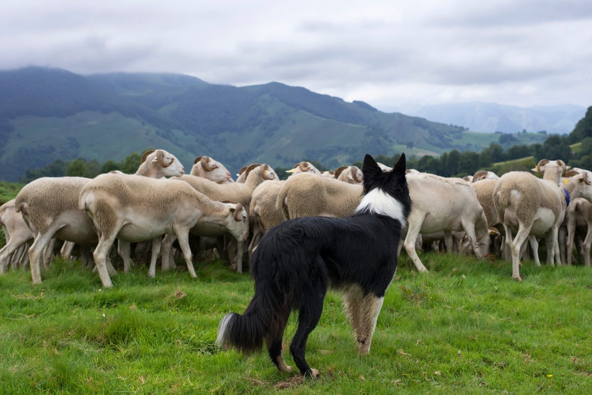 Celebrating Working Dogs