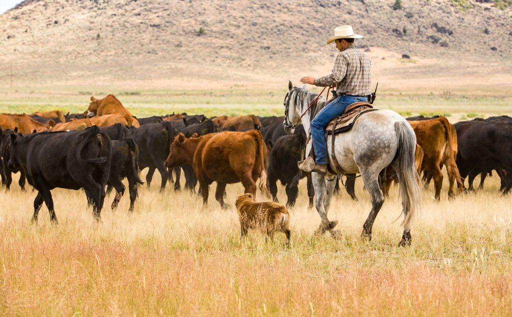 Cowboy and working dog herding cattle.