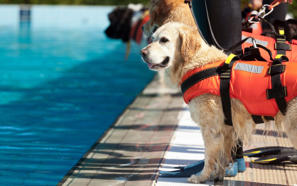 Water rescue working dogs lined up at the edge of a pool, awaiting their training to begin.