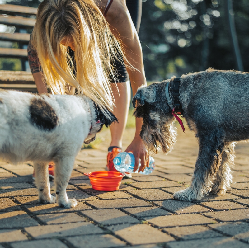 Dogs being given water in portable water bowl outside 