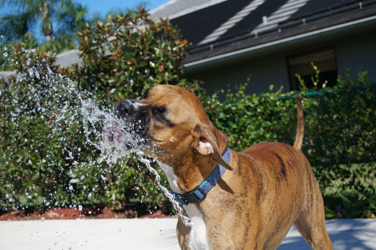 Pet Hydration