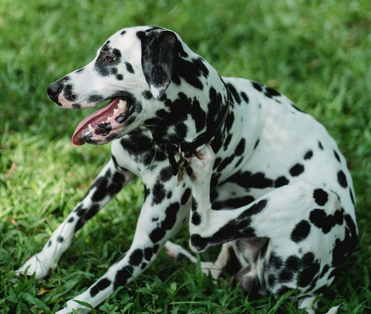 What food is best for dogs with sensitive skin?