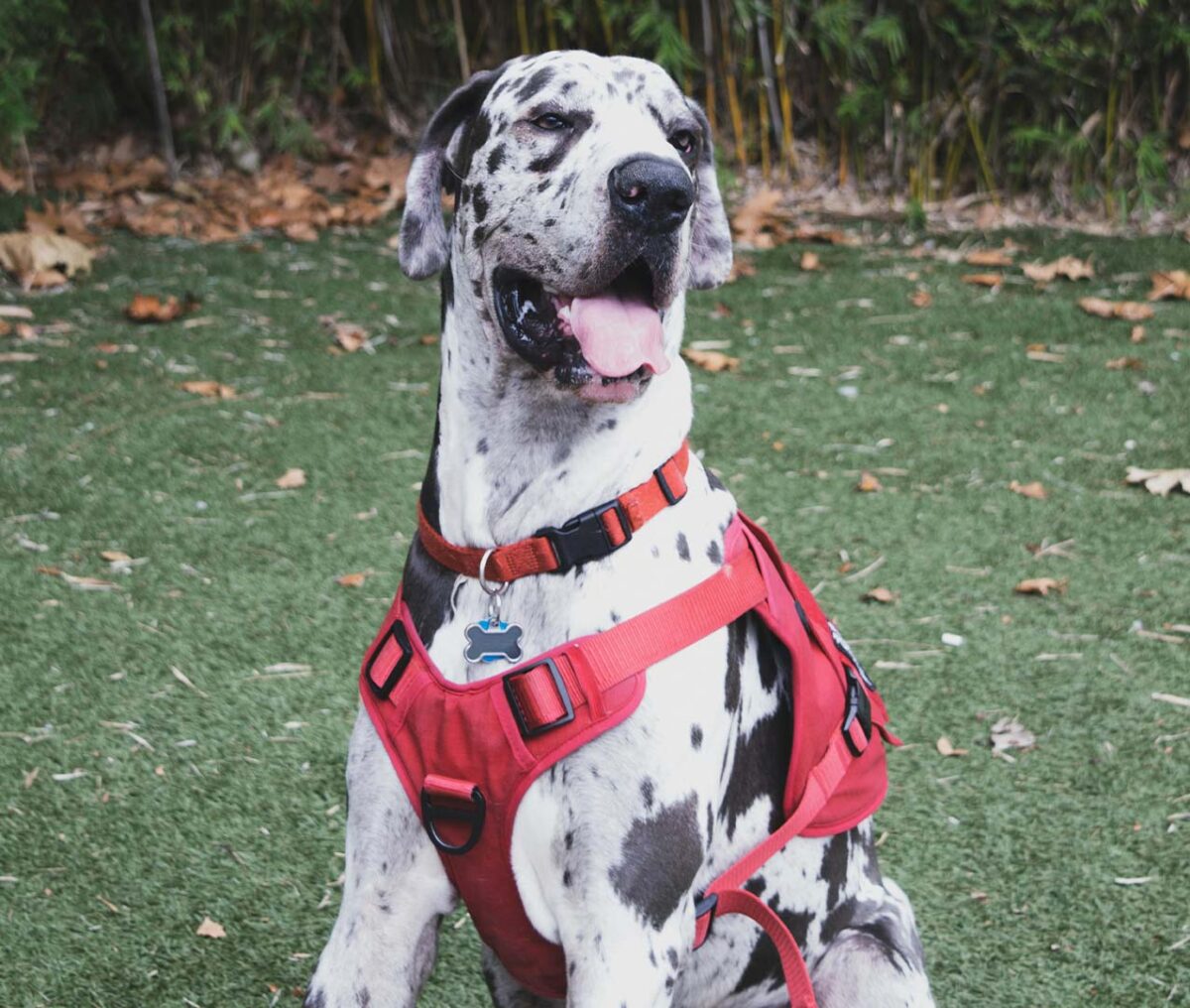 Do large breed dogs really need large breed dog food?