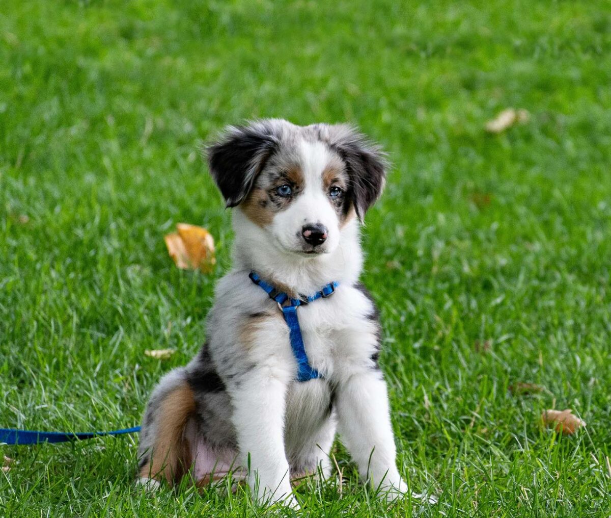 What is the best dog food for puppies?