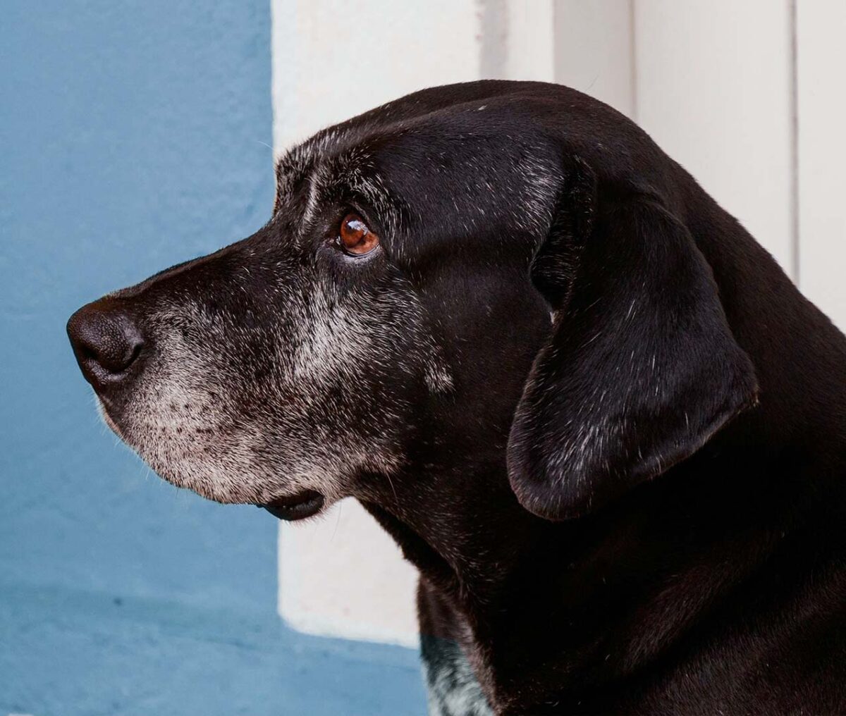 What is the best food for senior dogs?