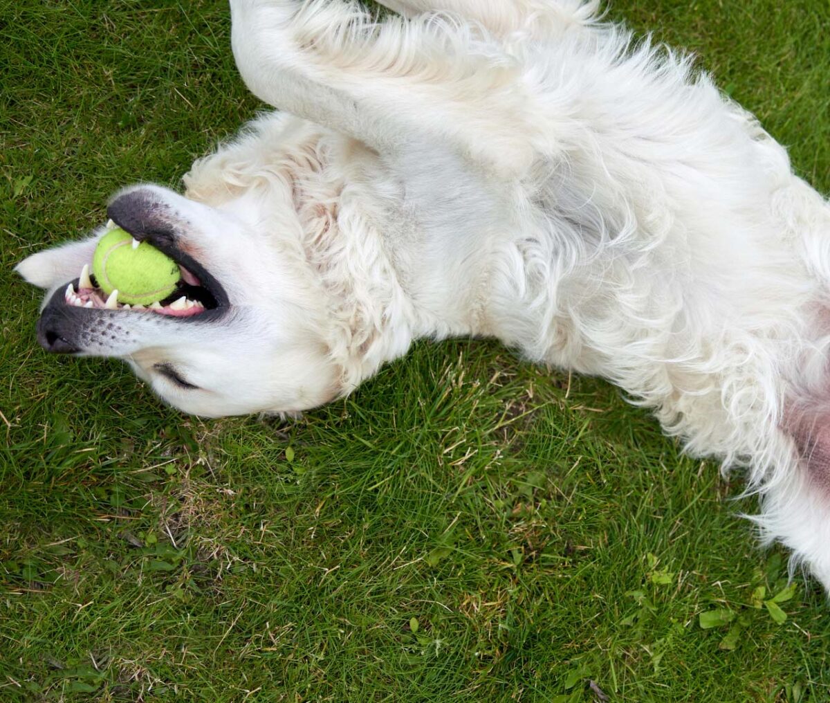 Which dog food is best for a sensitive stomach? 