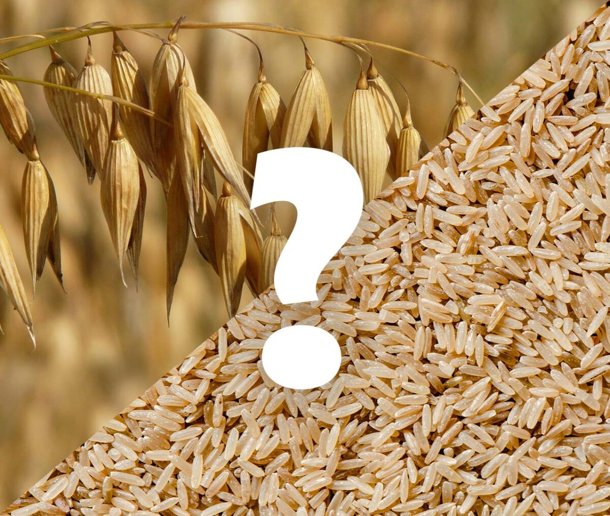 Is dog food with grain good for dogs?